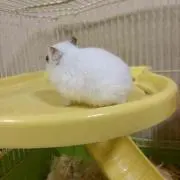 はむりんの画像