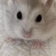 ぴの画像