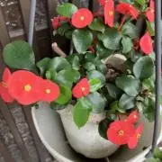 すごか