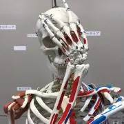 Tomの画像