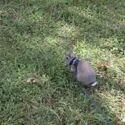 carimeroの画像