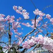 だいふくの画像