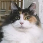 ぽこた