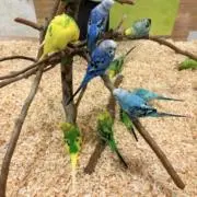 ゆかりごはん