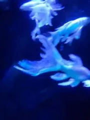 Kの画像