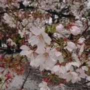 いのうえの画像