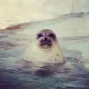 しいの画像