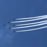 キウイの画像
