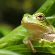かえる