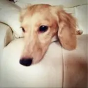 らぴ