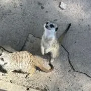 れいれい