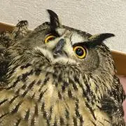 こまの画像