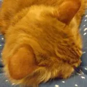 ララ♪