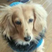 ジョン★断捨離の画像