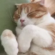 はっさくはっさくの画像