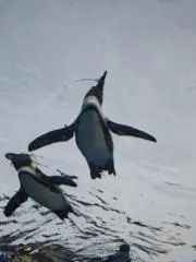 hyakutoの画像