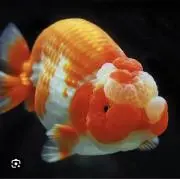 ココカラの画像