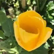 ちゅーりっぴの画像