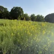 ねねね