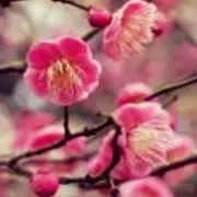 梅の画像