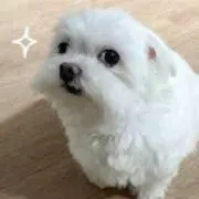 Nの画像