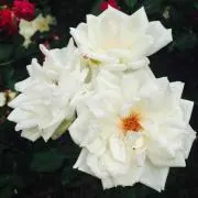 茶々の画像