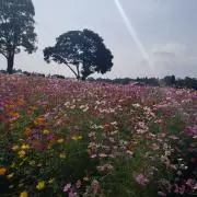いくぴーの画像