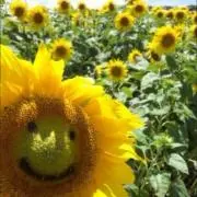 Sunflower♡の画像
