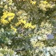 ふくふくふく猫⭐︎の画像