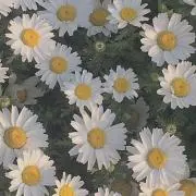 えむ