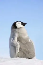 PoCoの画像