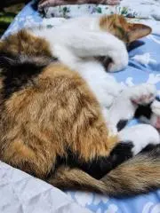 みけねこ(購入前にプロフ必読！)の画像