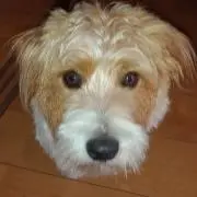 大心
