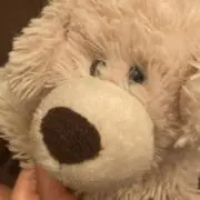 鼻茶色 犬の画像