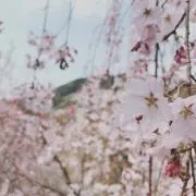 kozakuraの画像