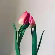 Ｇ