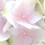 みかこの画像