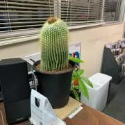まつけんさんの画像