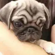 ★パグ子★おまとめ大歓迎♡