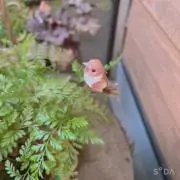 はるの画像