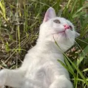 りおんの画像