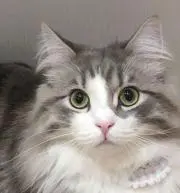 Sawaの画像