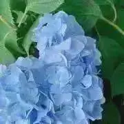 shitoの画像