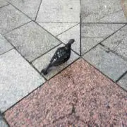 ぽっぽっぽ