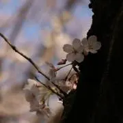 どんぐりの画像
