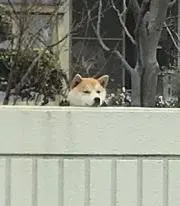 マーチの画像