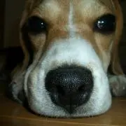 agatha
