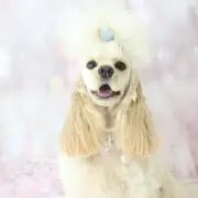 ベス