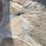 さくらの画像