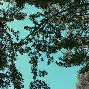 きくりんの画像